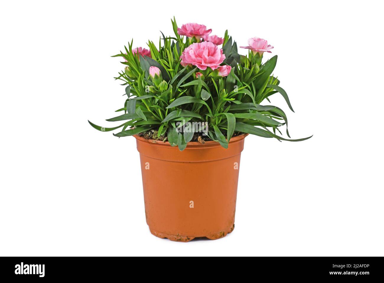 Potted pink Dianthus flowers in pot on white background Stock Photo