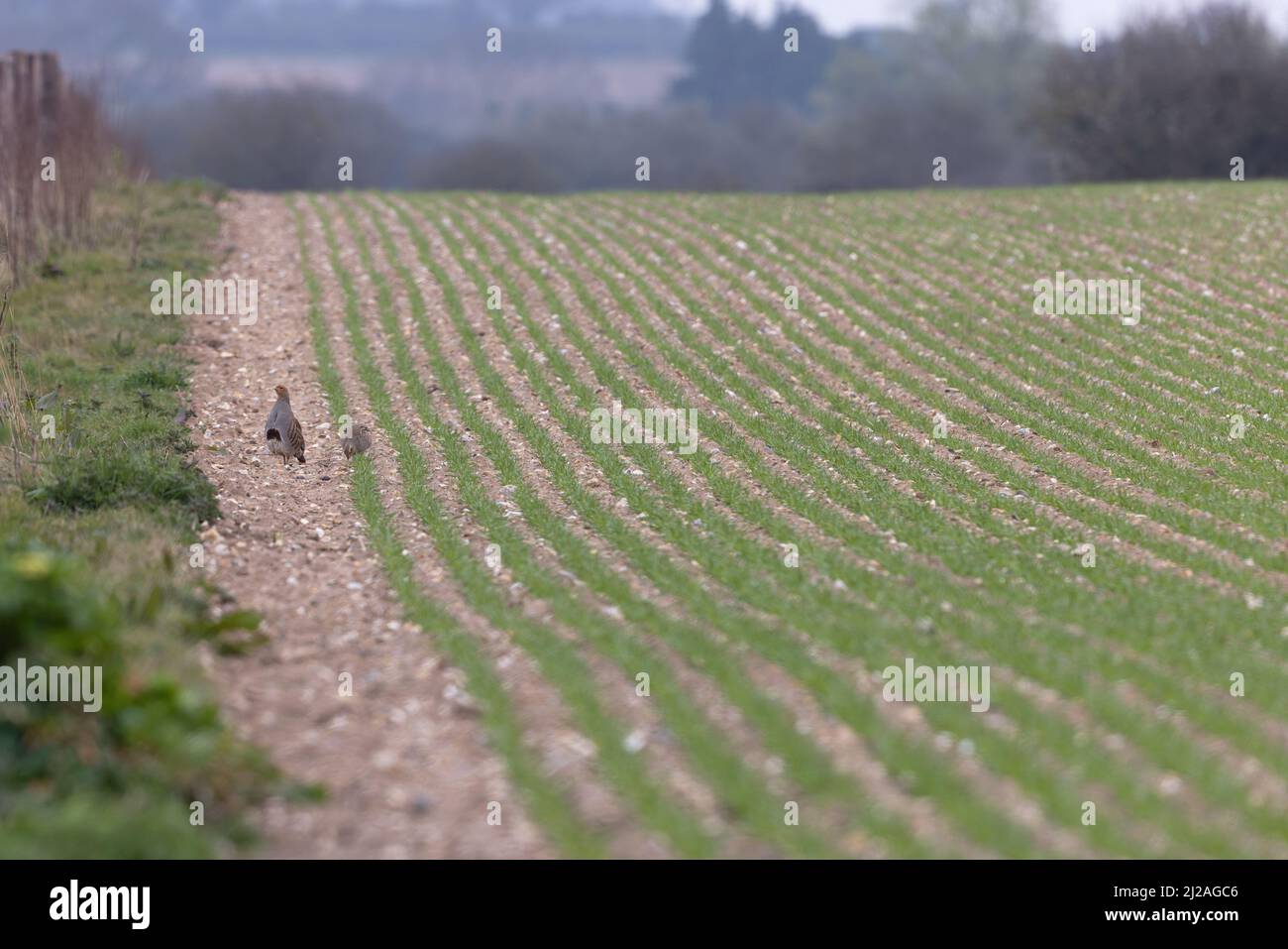 Grey Partridge (Perdix perdix) male guarding female by edge crop field Wells Norfolk GB UK March 2022 Stock Photo