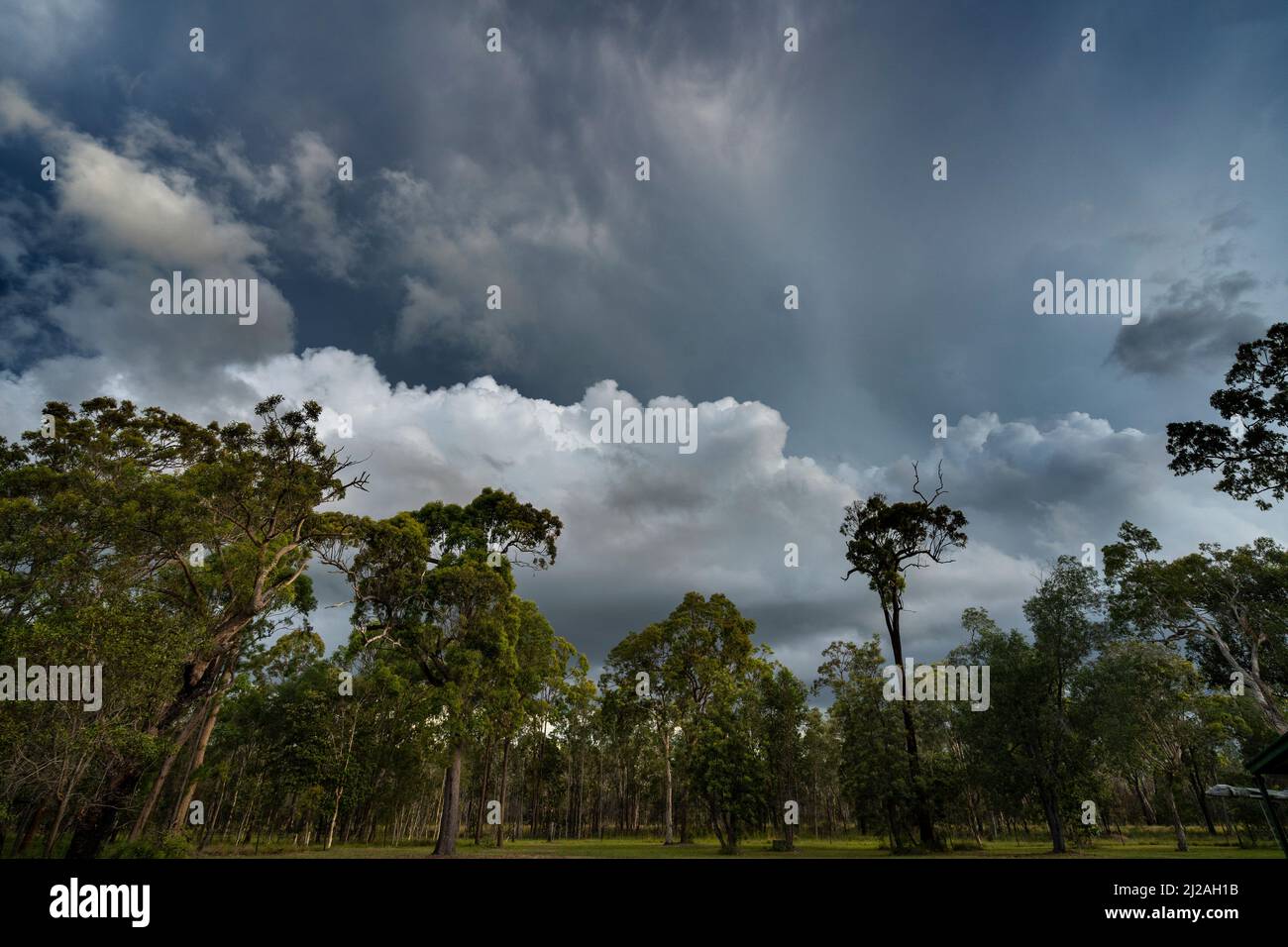 Grey storm clouds above eucalypt trees Stock Photo - Alamy