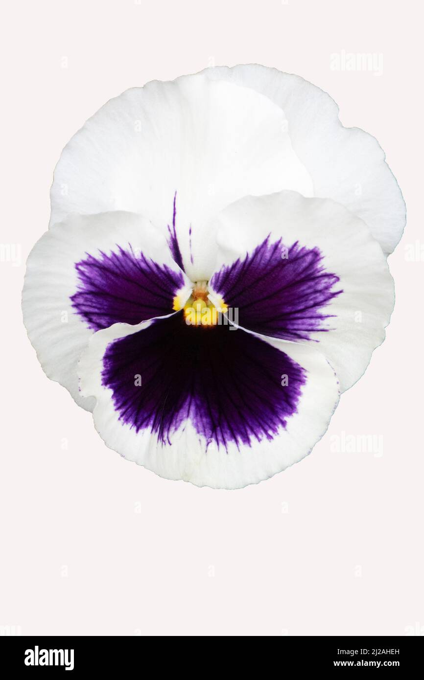 white purple pansy Stock Photo