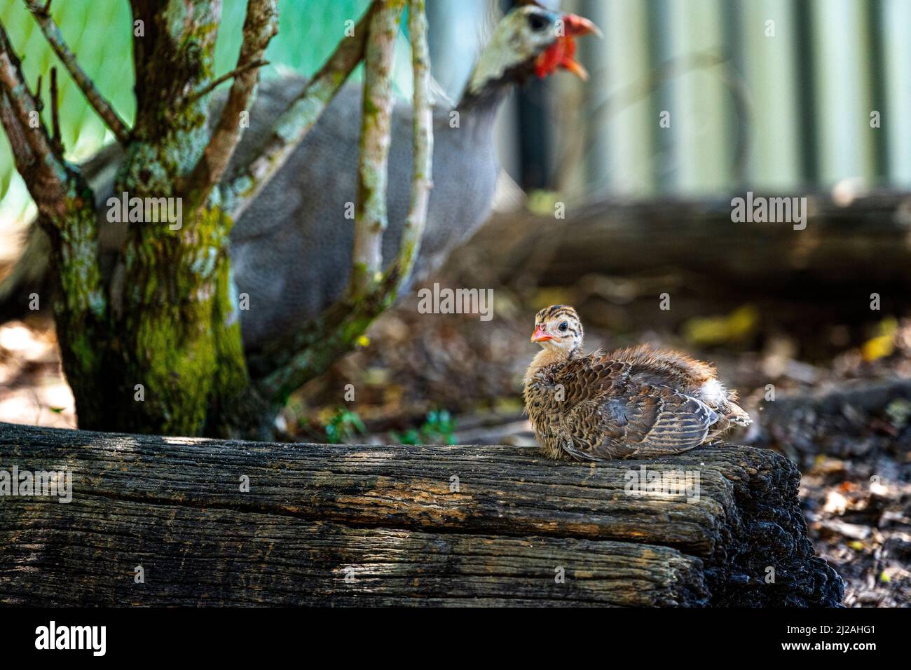 Helmeted Guinea Fowl (Numida meleagris) chick sitting on log with parent bird in background Stock Photo