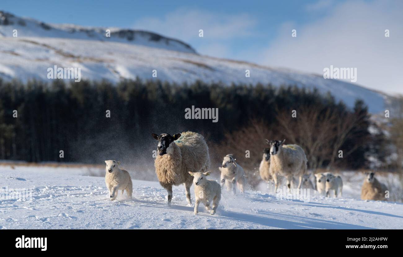 Weather - 31st March 2022 - Hawes, North Yorkshire, UK. Mule ewes with lambs seem at home in the snow near Hawes in the Yorkshire Dales National Park, after they awoke to a covering of the white stuff. Credit: Wayne HUTCHINSON/Alamy Live News Stock Photo