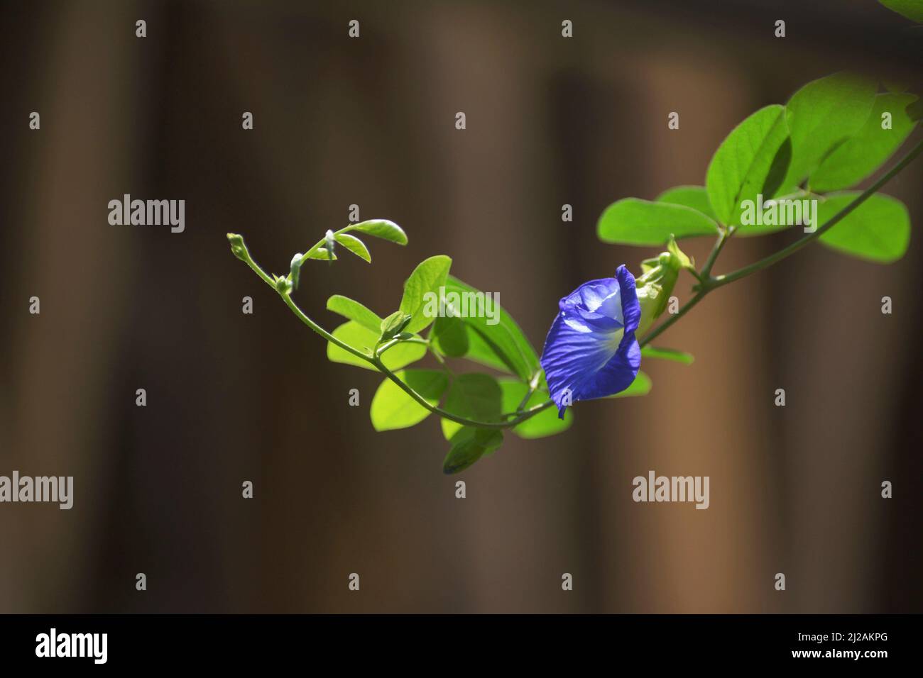 Butterfly pea flower another name oporajita Stock Photo Alamy