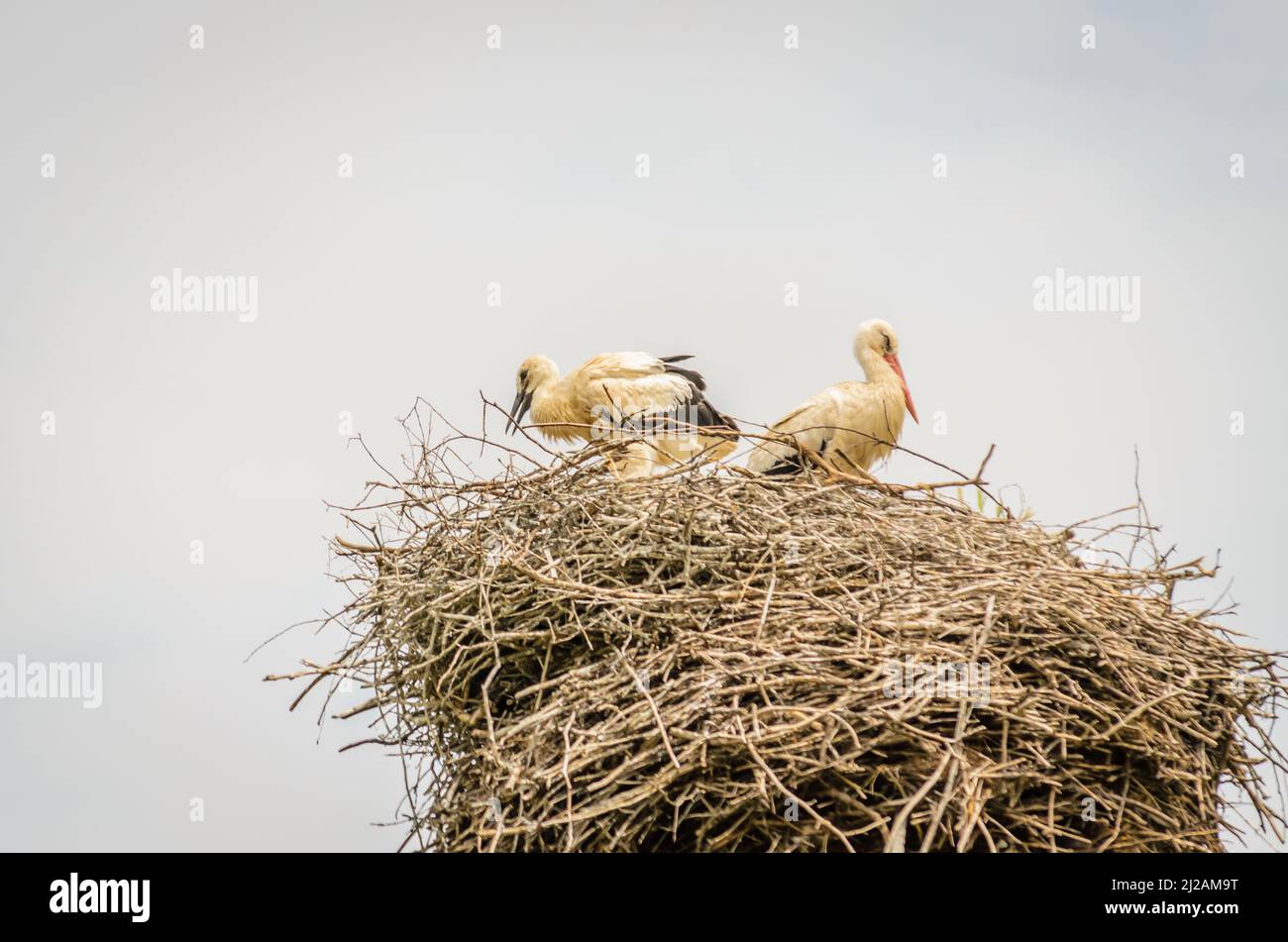 A family of wild storks in a populated area in a nest on an electric ...