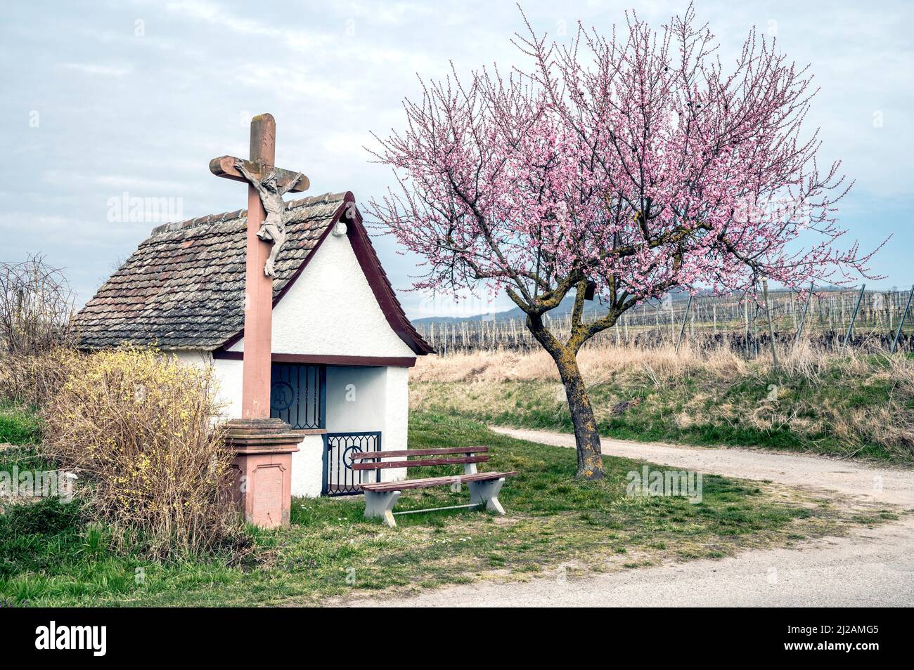 Kaiserstuhl (Baden-Wuerttemberg, Germany): Weinberge mit Kapelle im Frühling; chapel in spring Stock Photo