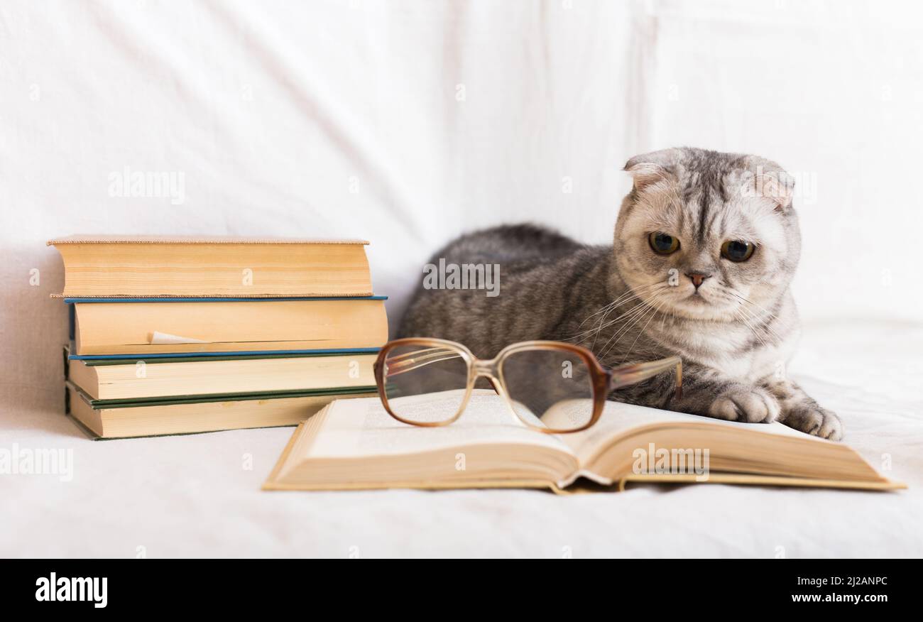 Cute cat plays with glasses and open books close up Stock Photo