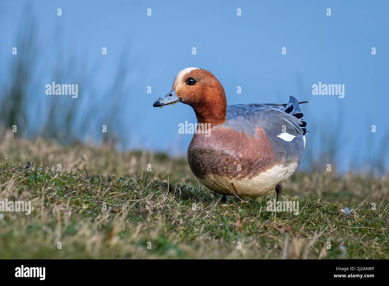 Wigeon (Anas penelope) Feeding on Grass Stock Photo
