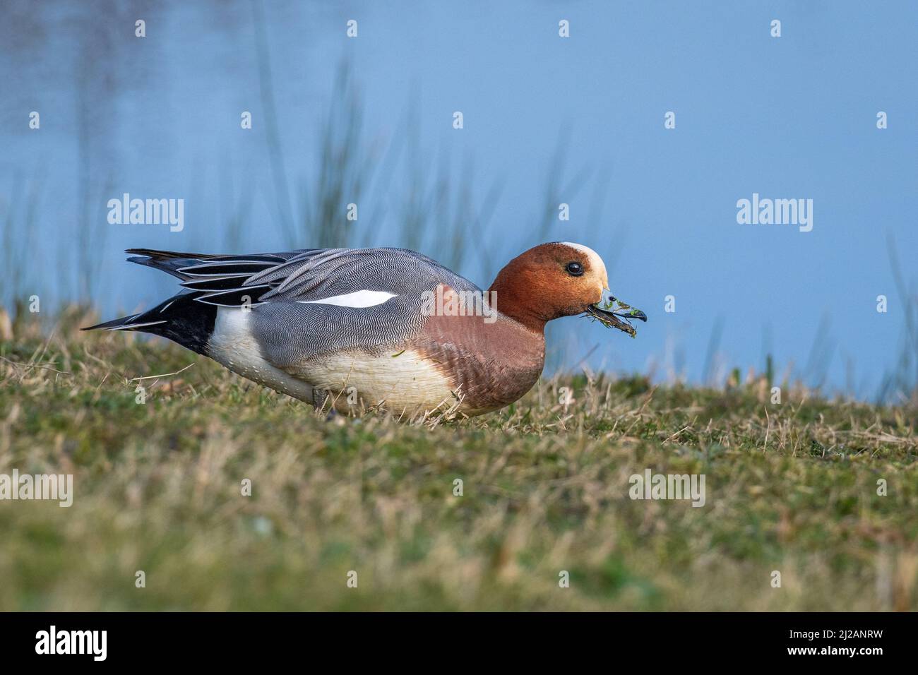 Wigeon (Anas penelope) Feeding on Grass Stock Photo