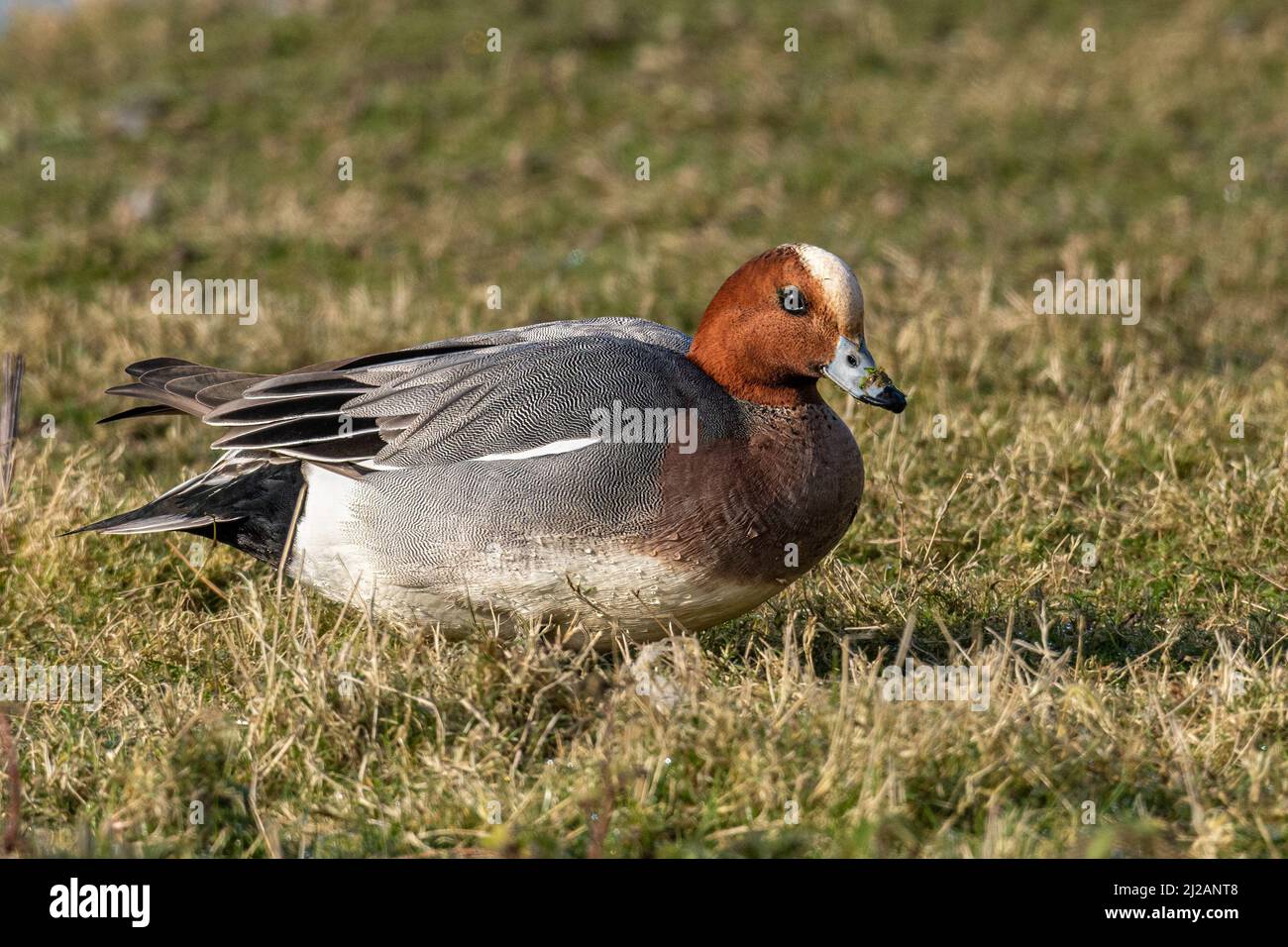 Wigeon (Anas penelope) Feeding on Grass Stock Photo