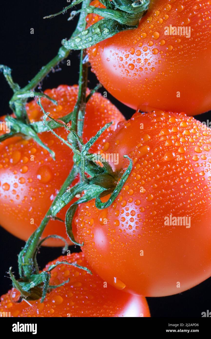Tomate, Paradeiser, Paradeisapfel Stock Photo