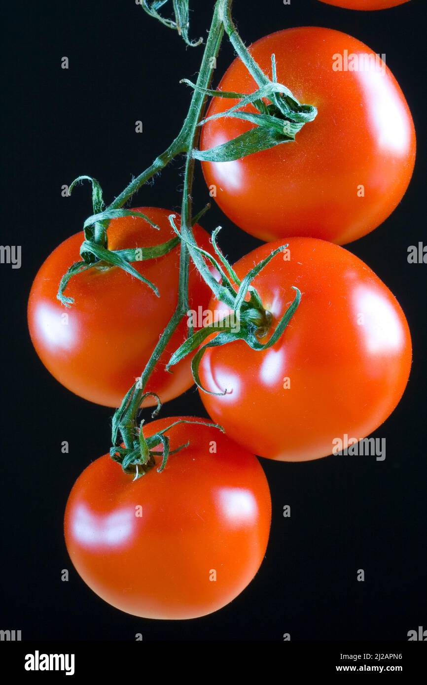 Tomate, Tomatenrispe Stock Photo