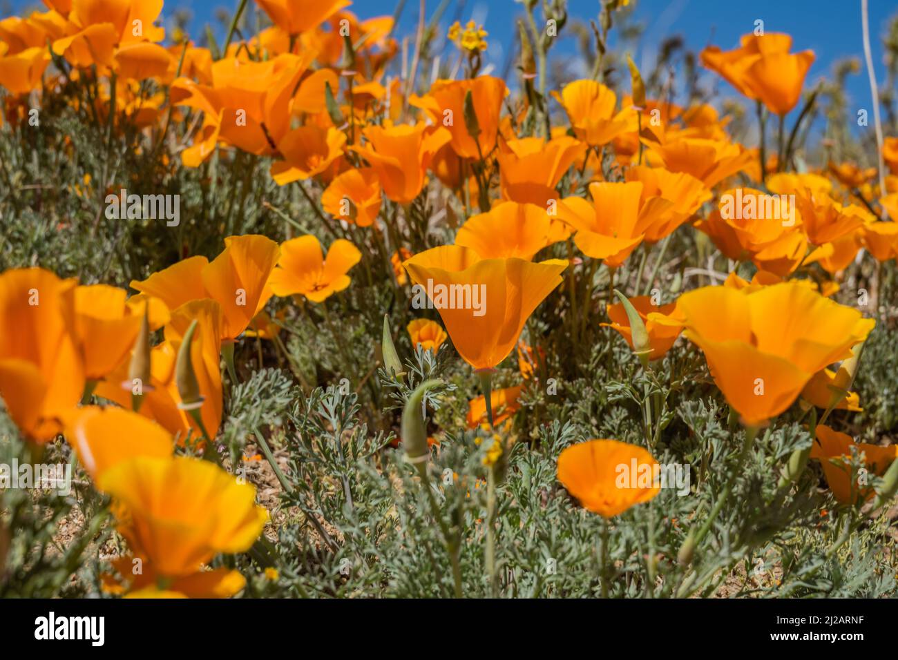 Poppies bloom in spring in Southern California Stock Photo