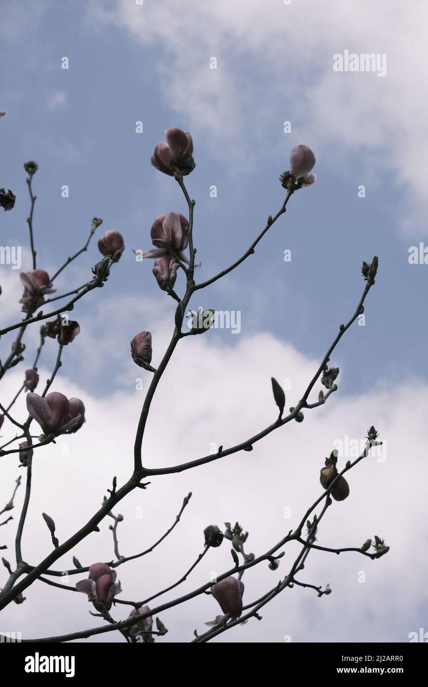 magnolia pink flowers with blue sky background Stock Photo - Alamy
