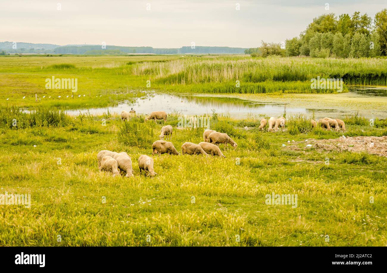 Flock of sheep grazing in a meadow in the summer season Stock Photo - Alamy