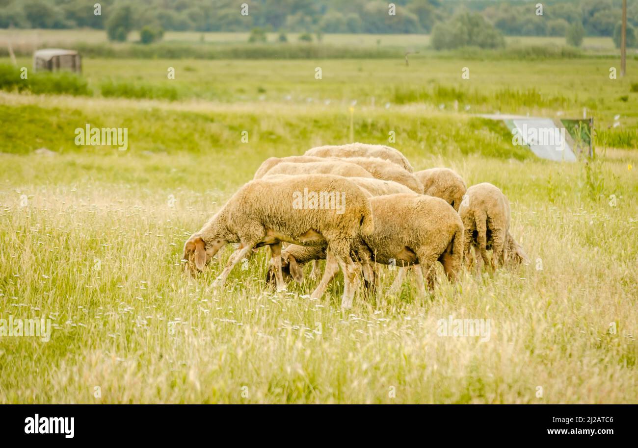 Flock of sheep grazing in a meadow in the summer season Stock Photo - Alamy