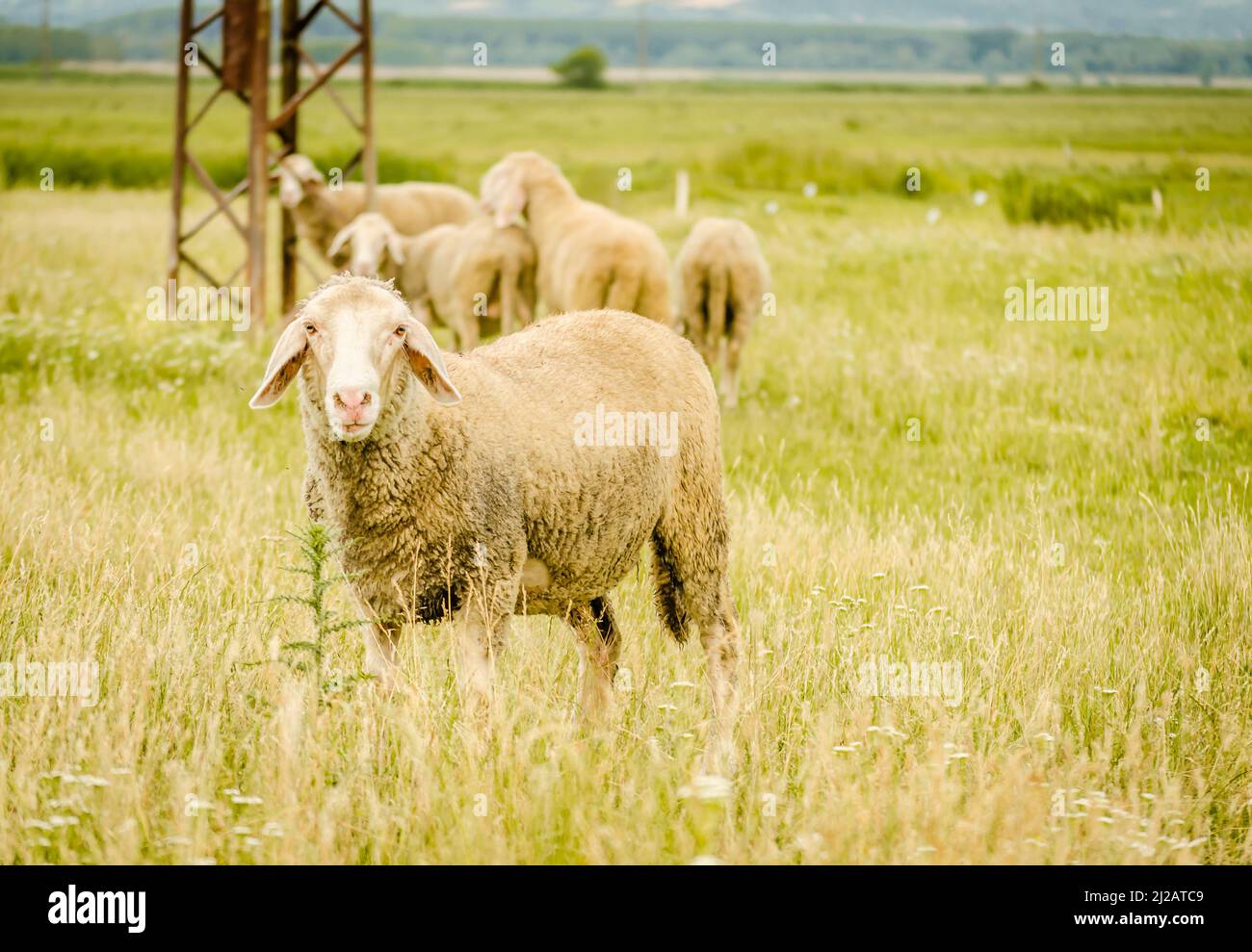 Flock of sheep grazing in a meadow in the summer season Stock Photo - Alamy
