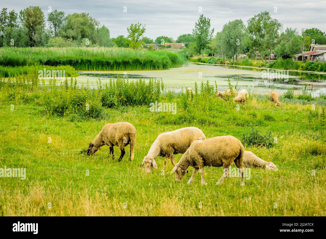 Flock of sheep grazing in a meadow in the summer season Stock Photo - Alamy