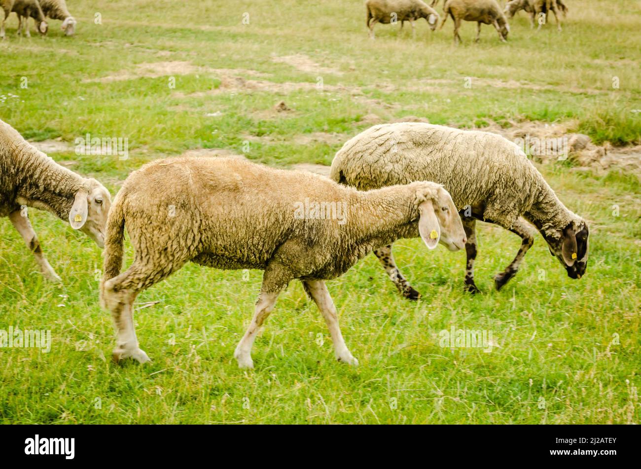 Flock of sheep grazing in a meadow in the summer season Stock Photo - Alamy