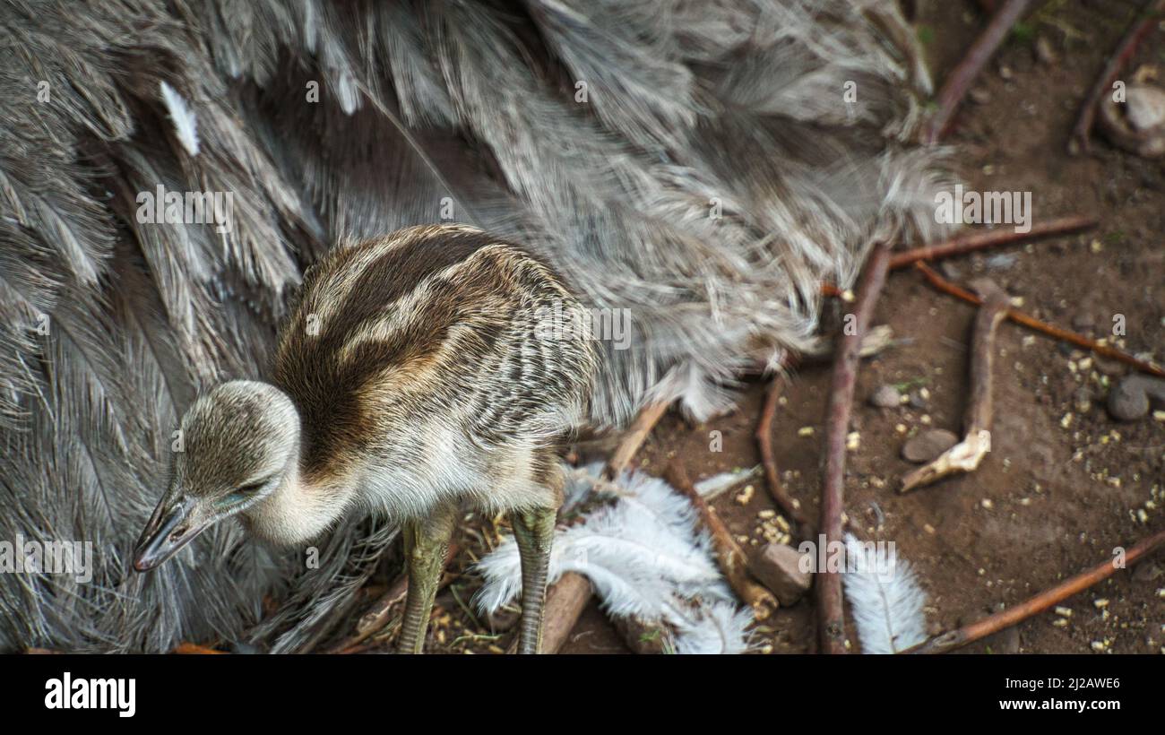 nandu chick at the nest. Baby bird exploring the surroundings. Animal photo. Detail photo Stock Photo