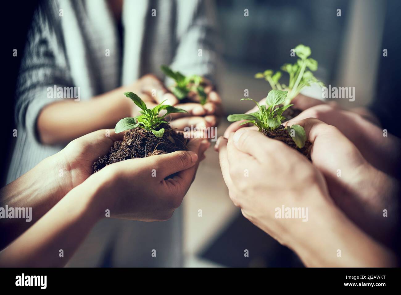 All things have the potential to grow. Closeup shot of a group of people each holding a plant growing in soil. Stock Photo