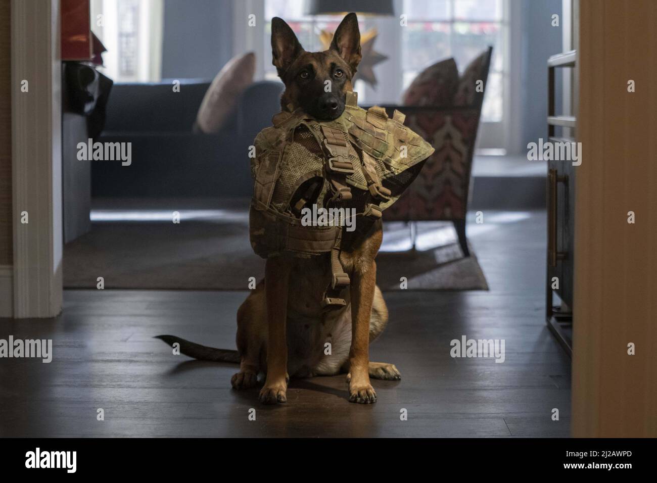 DOG (2022) CHANNING TATUM (DIR)  REID CAROLIN (DIR)  UNITED ARTISTS/MOVIESTORE COLLECTION Stock Photo