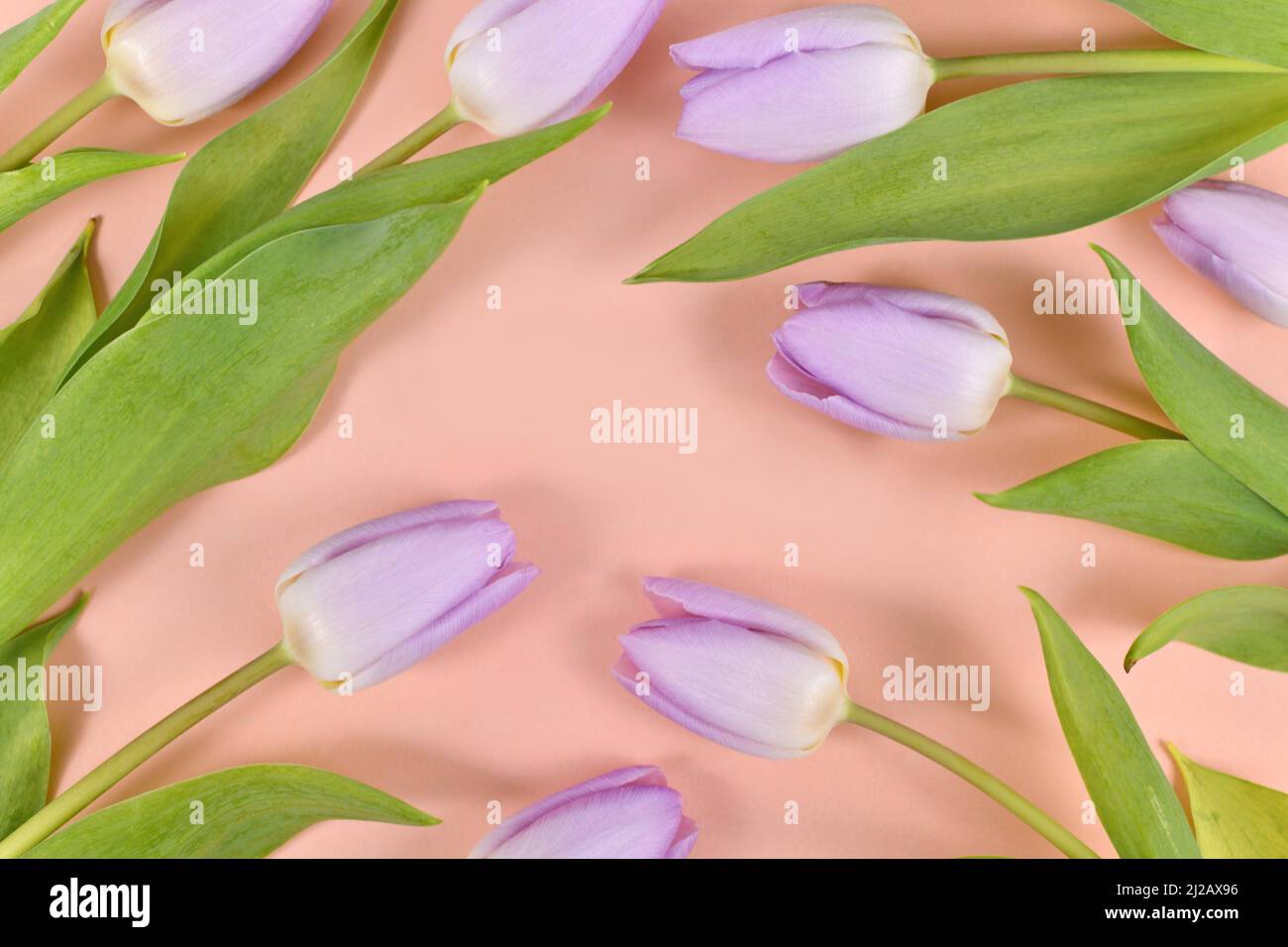 Violet tulip spring flowers on peach colored background Stock Photo