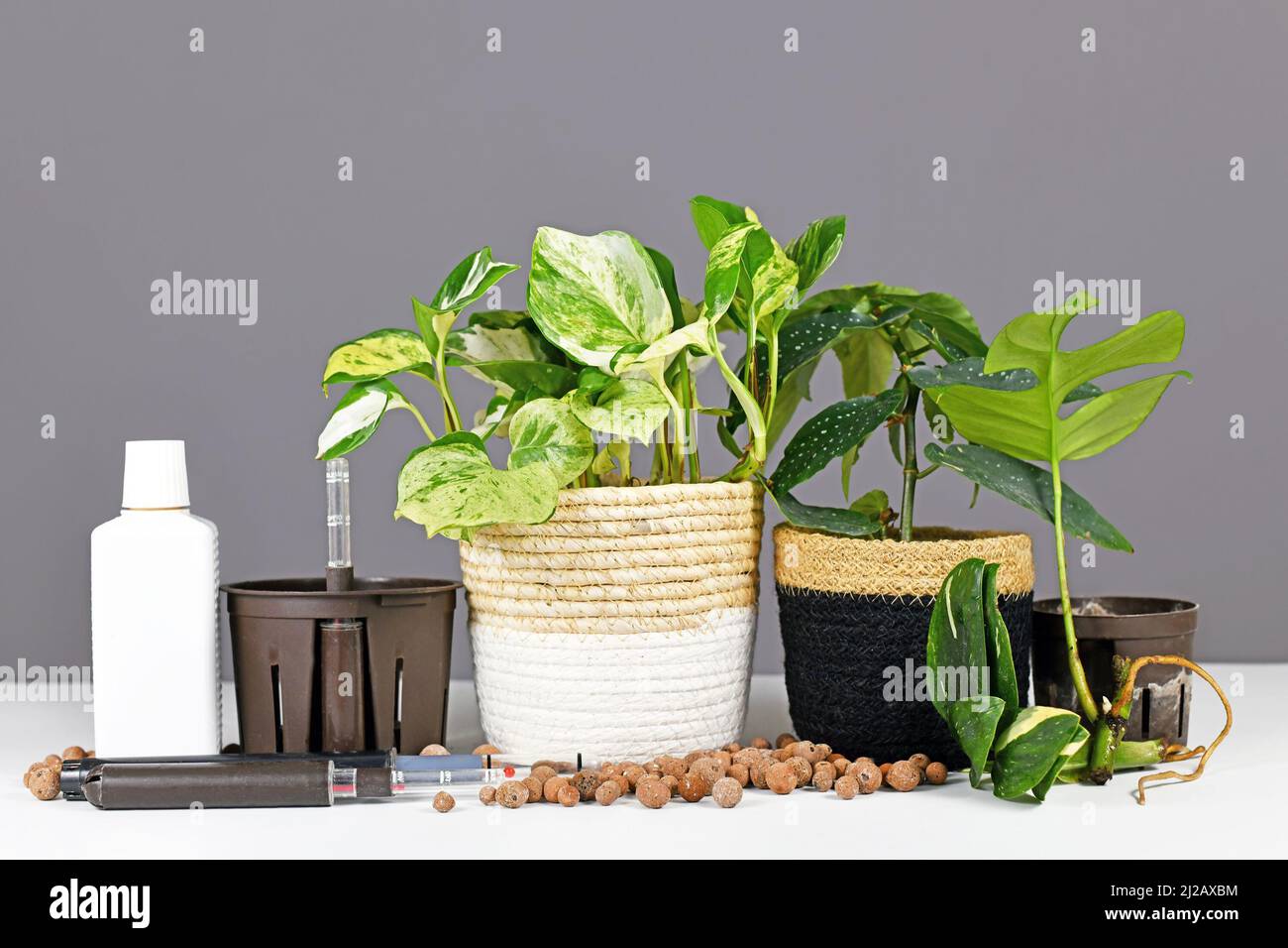 Various tools for keeping houseplants in passive hydroponics clay pellets system Stock Photo