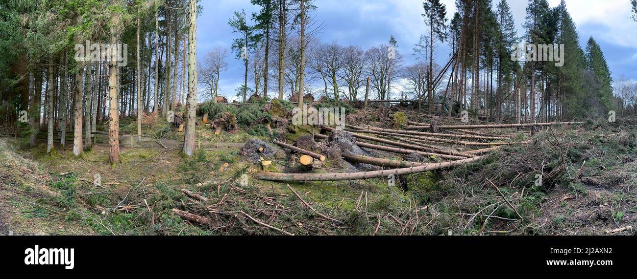 Storm damage resulting in many tree being blown over in 90mph winds. Kielder Forest in Northumberland, northeast England. Stock Photo