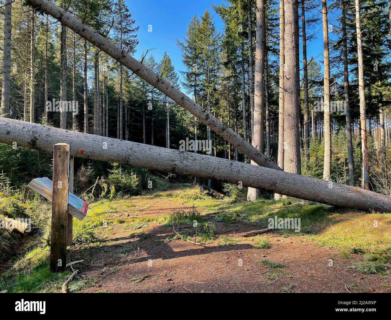 Storm damage resulting in many tree being blown over in 90mph winds. Kielder Forest in Northumberland, northeast England. Stock Photo