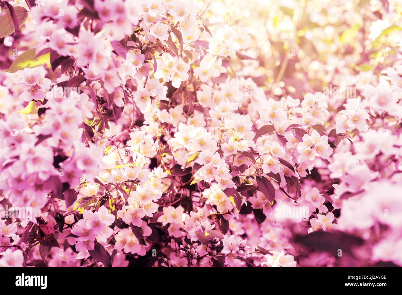 Jasmine bloom hires stock photography and images Alamy