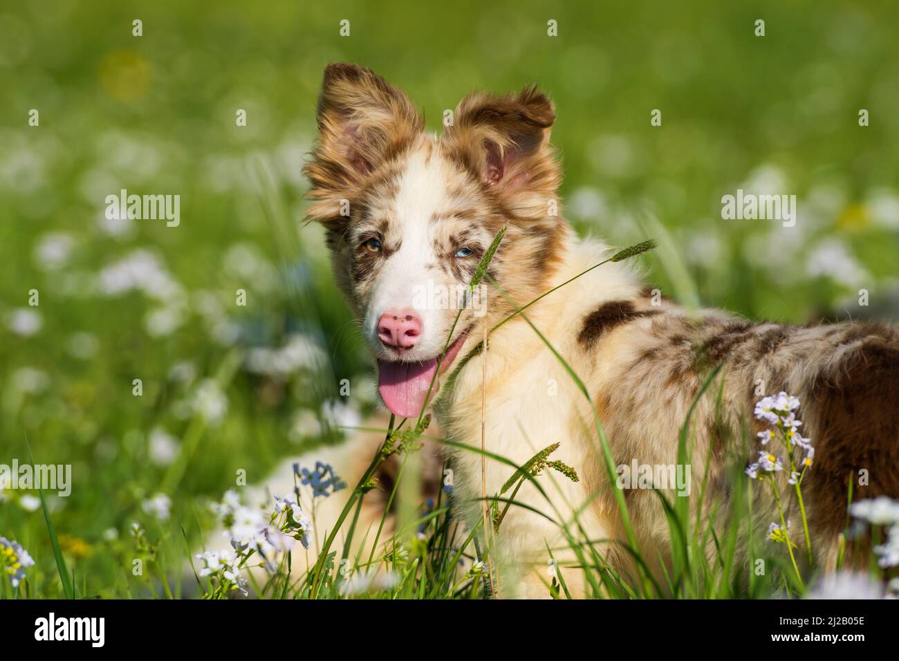 Border collie puppy in a spring meadow Stock Photo