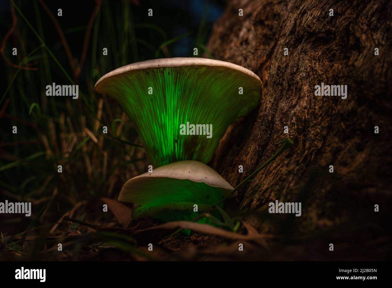 The Ghost Mushroom (Omphalotus nidiformis) is a bioluminescent fungus that emits a soft green glow at night. Stock Photo