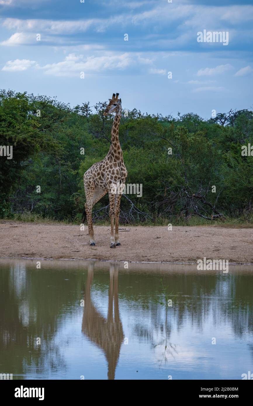 Giraffe in South Africa with blue sky in the bush of Kruger National
