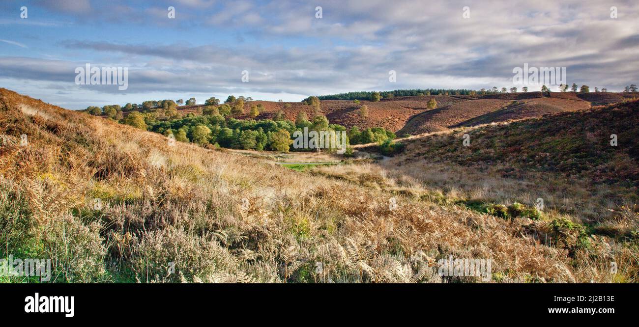 Heathland and Hills in Autumn Cannock Chase Country Park AONB (area of outstanding natural beauty) in Staffordshire England UK Stock Photo