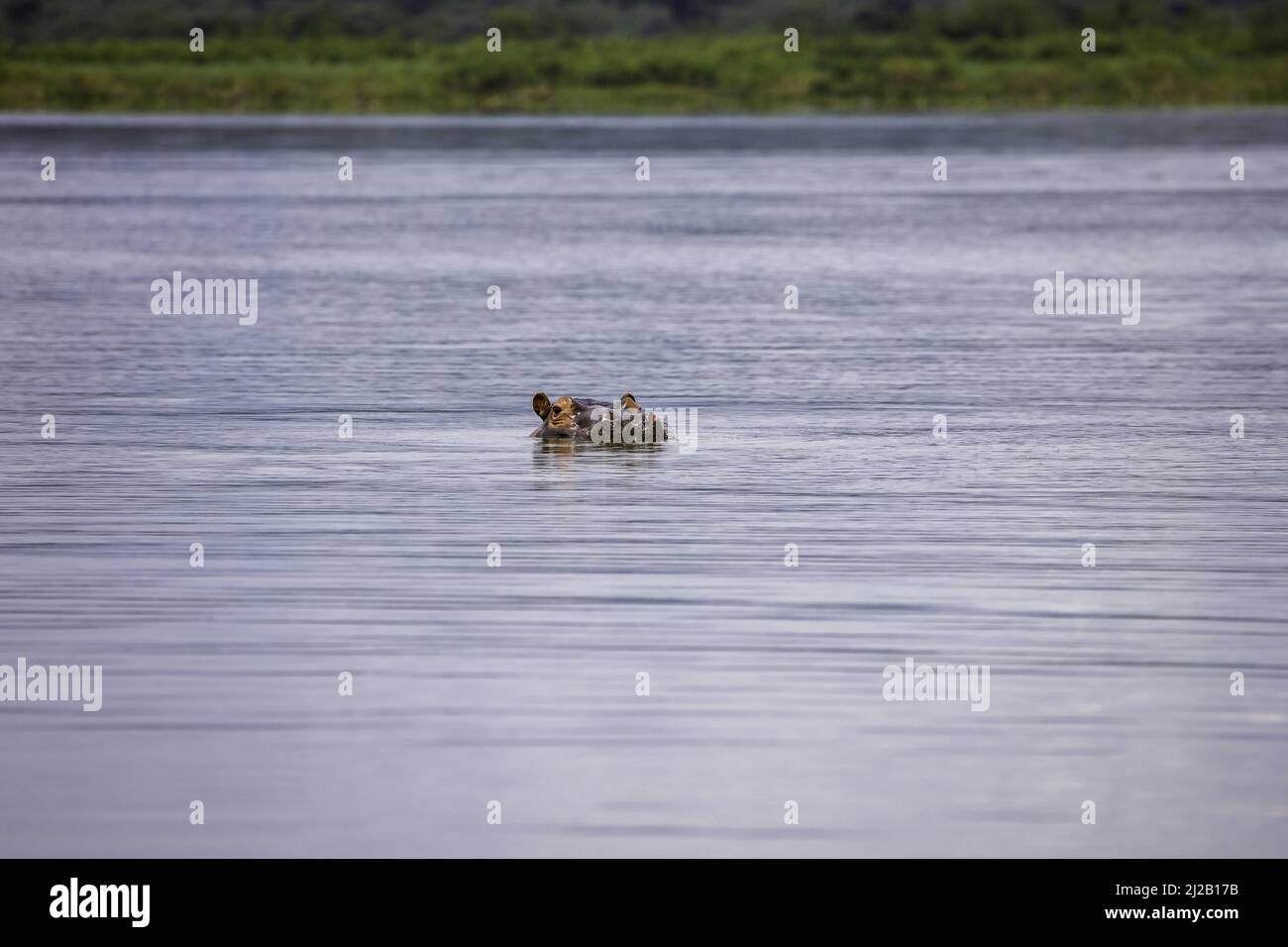 Hippo swimming in Lake Haro, Akagera National Park, East Rwanda, Africa ...