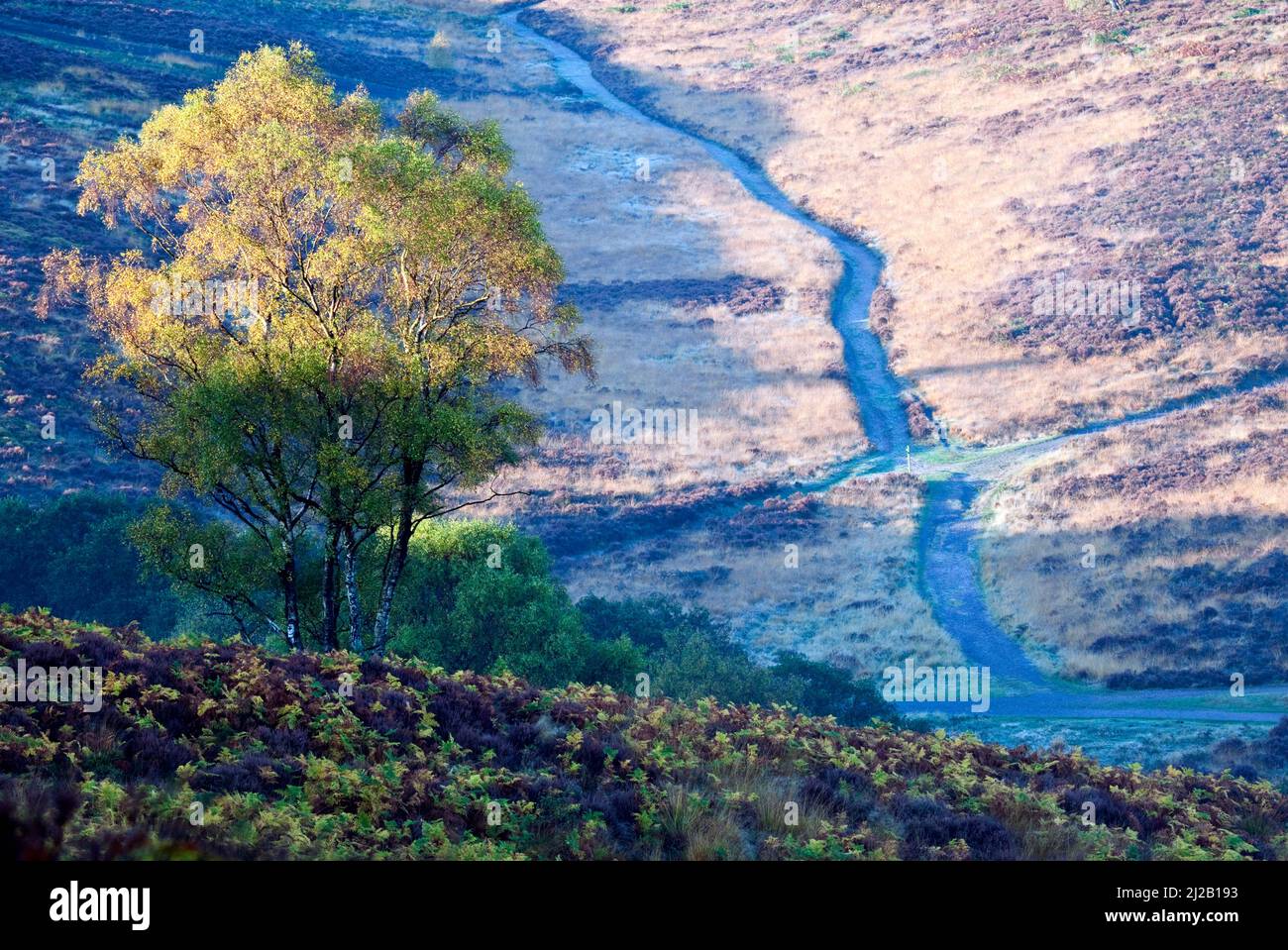 Heathland Hills in autumn colour on Cannock Chase Country Park AONB