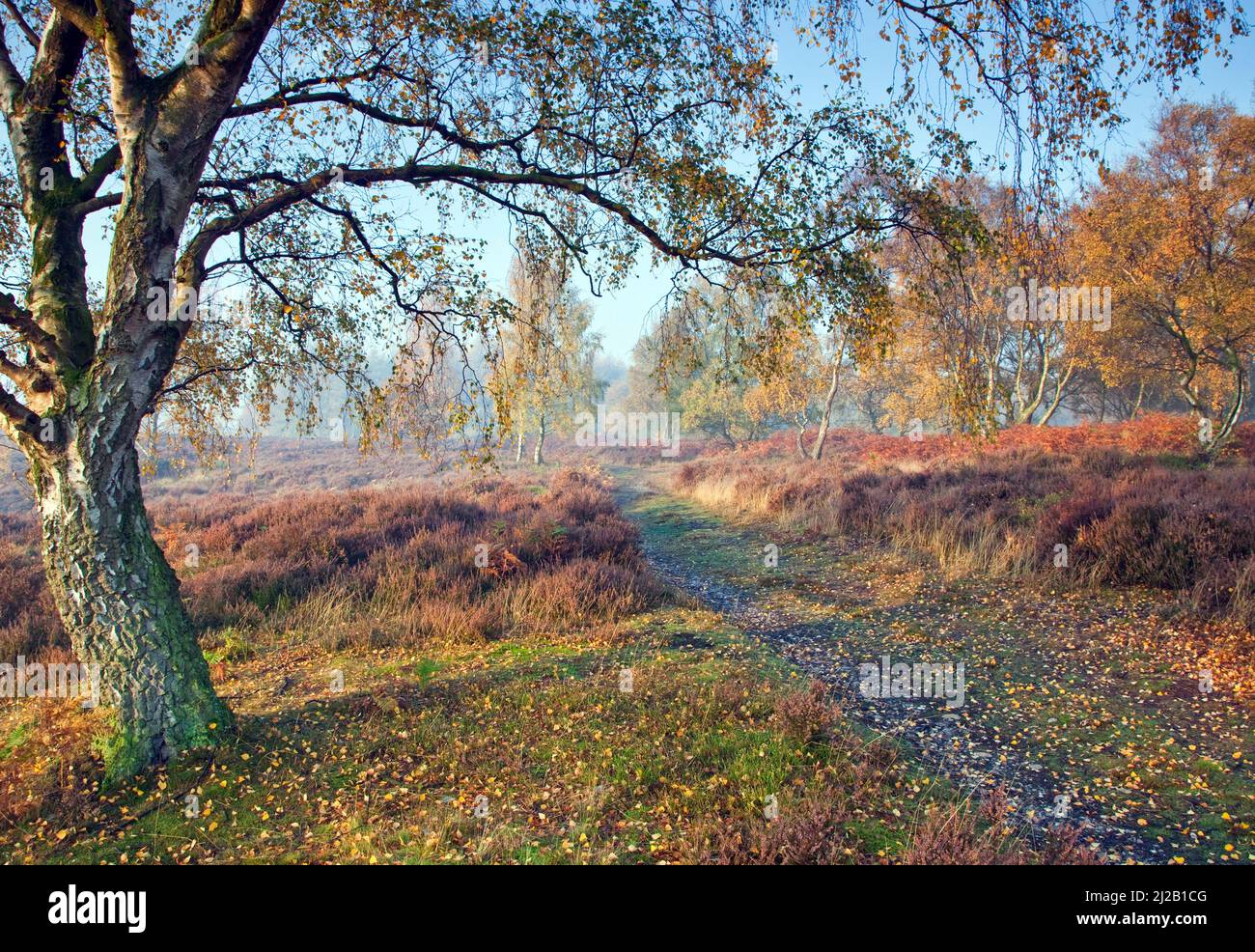 autumn colour on Cannock Chase Country Park AONB (area of outstanding ...