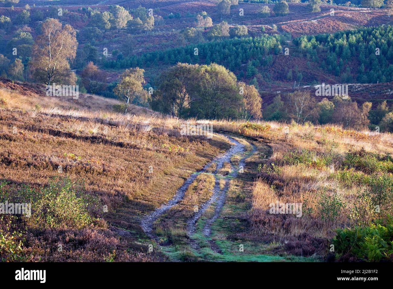 Path across the heath to Sherbrook Valley in autumn on Cannock Chase Area of Outstanding Natural Beauty Staffordshire Stock Photo