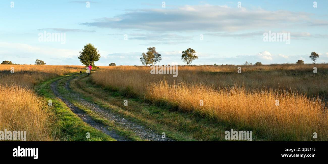 Walker on country track through wild grass in autumn Cannock Chase Area of Outstanding Natural Beauty Staffordshire Stock Photo