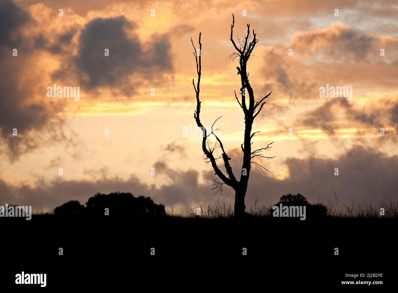 Sunset with silhouette of trees against a fiery evening sky with dramatic clouds Cannock Chase Country Park Staffordshire, England, Stock Photo