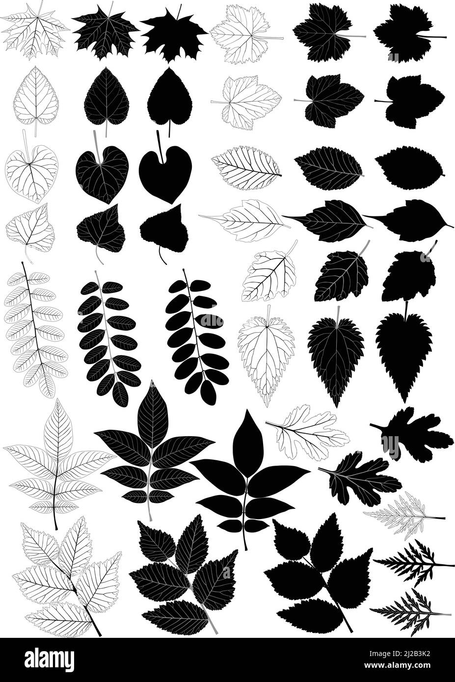 Collection of foliage in silhouette and blackwhite image: maple, poplar, walnut, linden, elm, acacia, grape, currant, aster, ipomoea, nettle, ambrosia Stock Vector