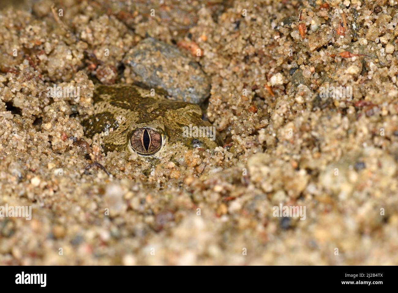 European Common Spadefoot Toad (Pelobates fuscus) hiding in sandy soil with head and eye visible, Bulgaria, April Stock Photo