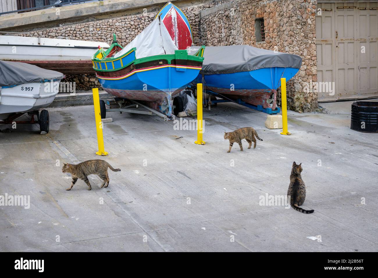 Stray cats prowling around a boatyard at St Paul's Bay, Malta Stock Photo