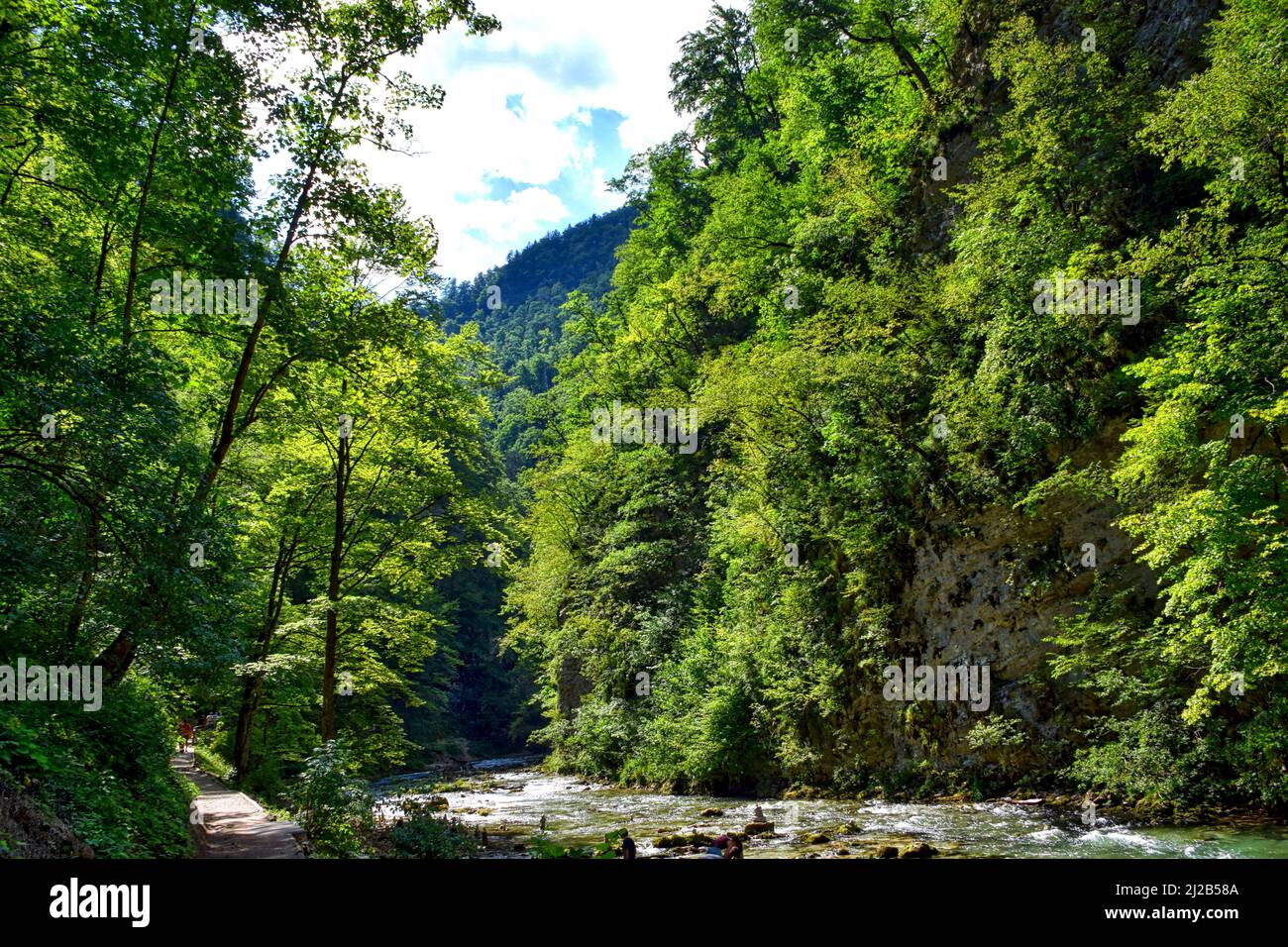 A beautiful view of a river flowing through a green forest Stock Photo ...