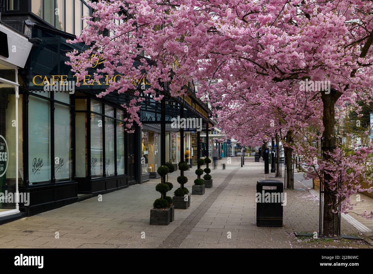 Scenic spring town centre (beautiful colourful cherry trees in bloom, stylish restaurant-cafe shopfront) - The Grove, Ilkley, Yorkshire, England, UK. Stock Photo