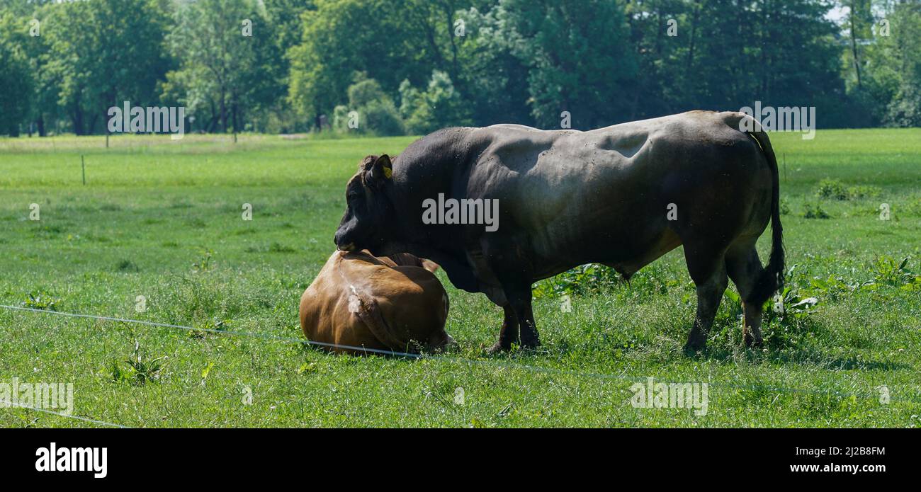 The cattle in the green meadow. Big black bull with a brown cow Stock ...