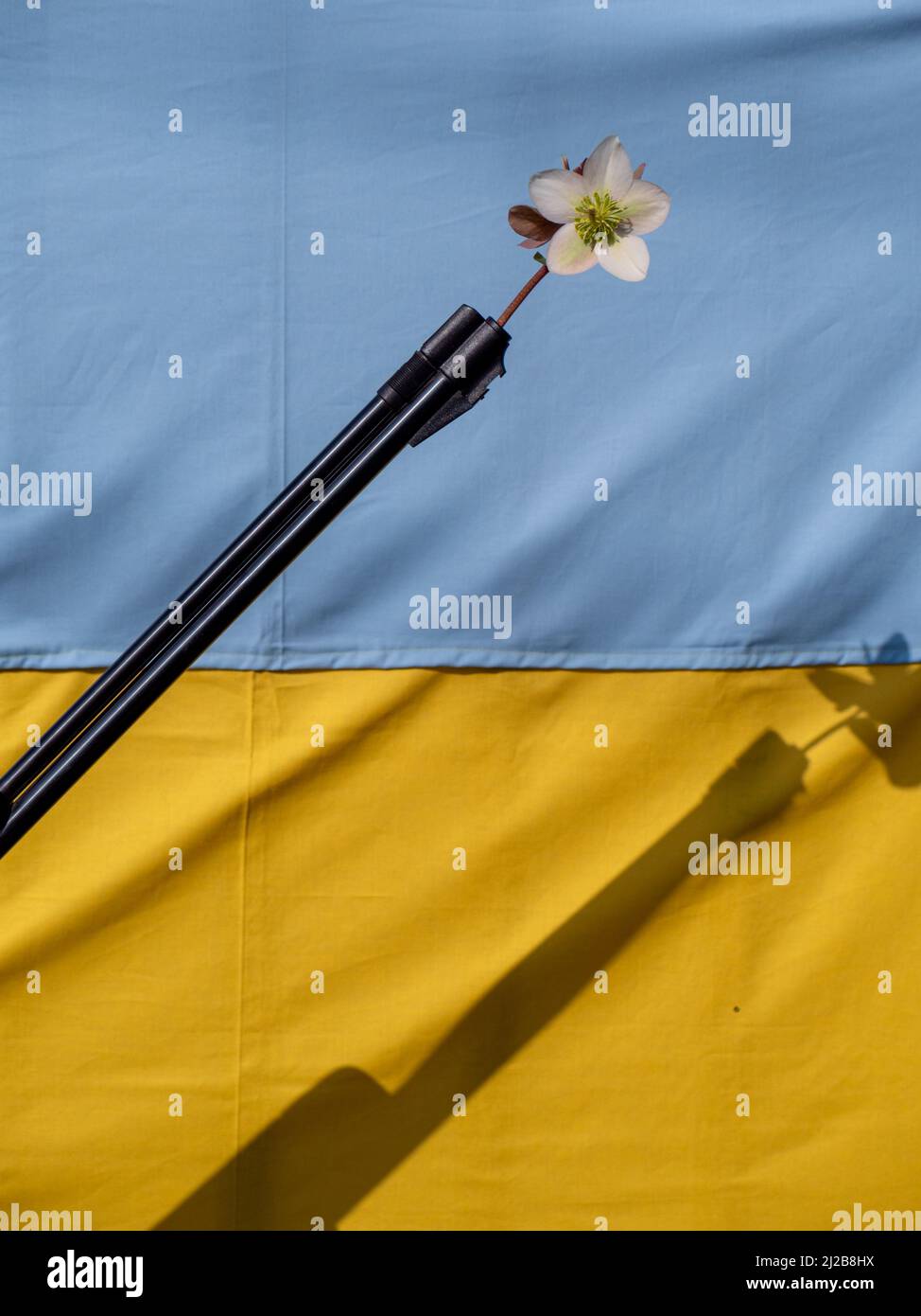 A blossoming white flower put in the barrel of a riffle on Ukrainian flag background as a sign of piece Stock Photo