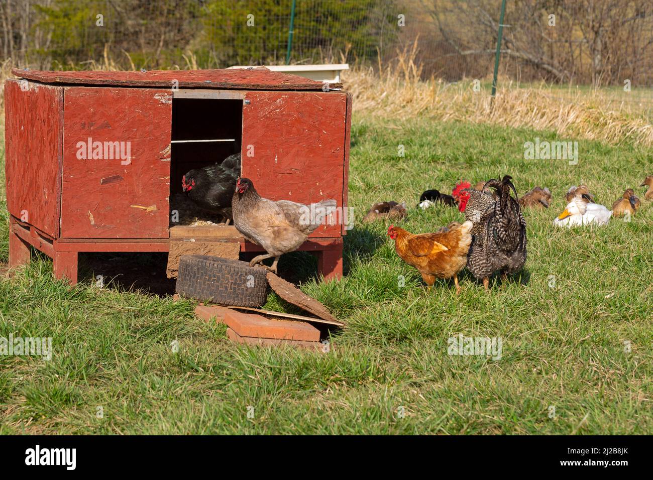 Coop duck hires stock photography and images Alamy