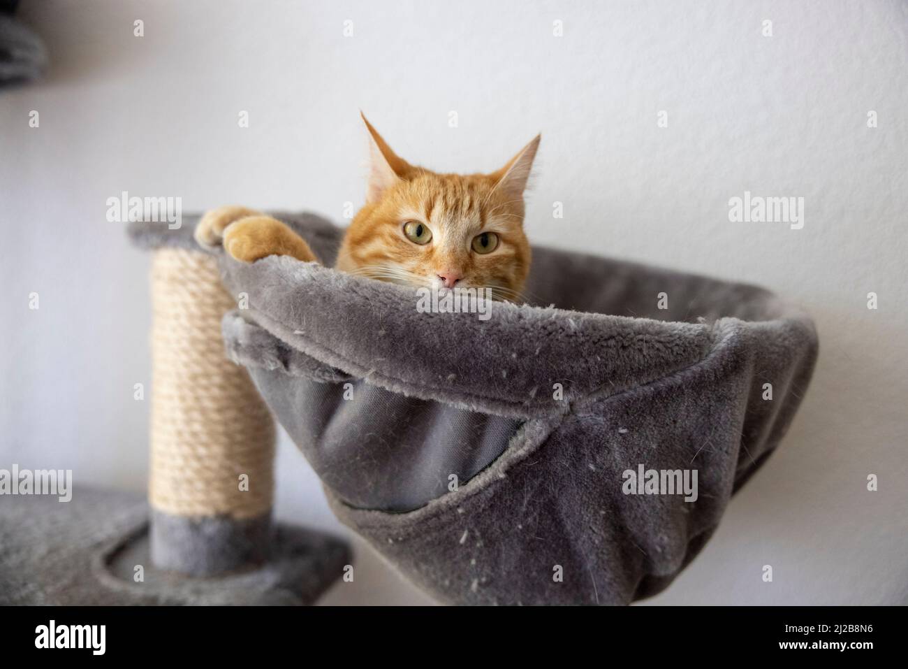 Rote Katze im Katzenbaum Stock Photo