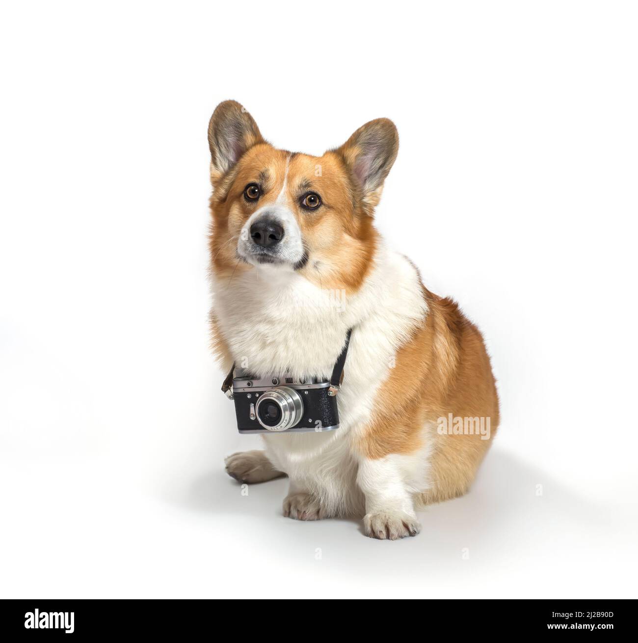 square portrait of a cute photographer dog corgi sitting on a white background in a studio with a retro camera around his neck Stock Photo